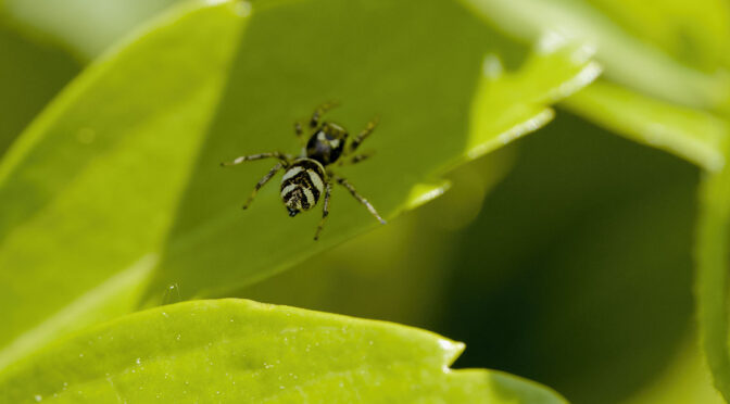 Jumping Spider in Mid-Air
