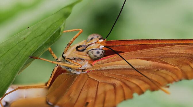 Photographing Captive Butterflies