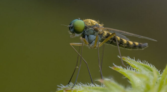 Macro with 2X Teleconverter
