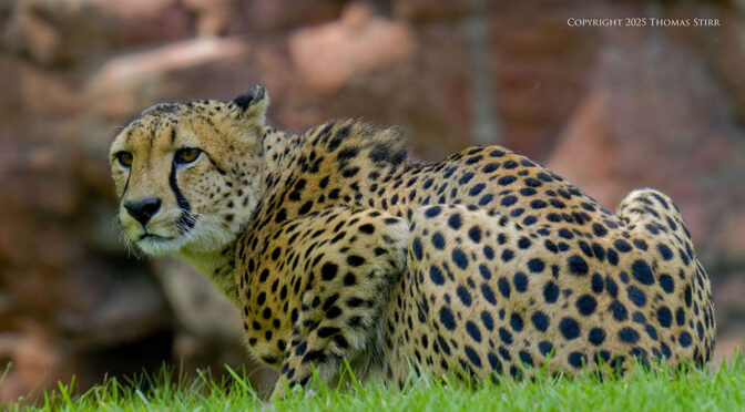 Zoo Photography with M.Zuiko 150-600