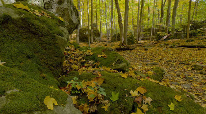 Forest Compositions at Niagara Glen