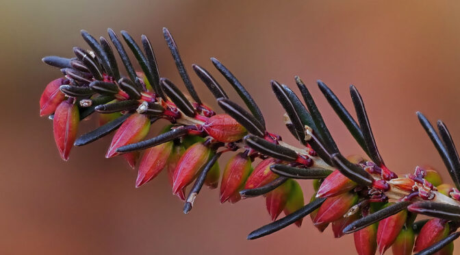 January Outdoor Macro Images