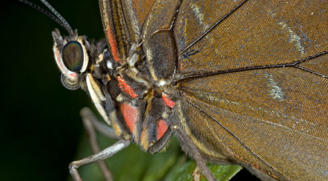 One Handed Macro Flash Test
